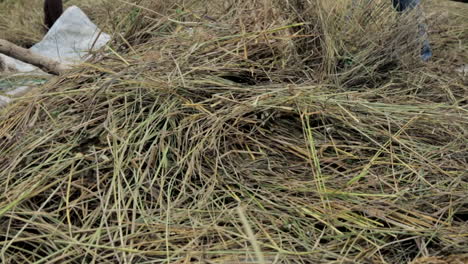 agricultores golpeando un montón de tallos de arroz con palos para trillar el grano a mano