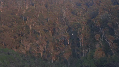 Eine-Wunderschöne-Zeitlupenaufnahme-Eines-Weißbauchseeadlers,-Der-Zwischen-Einer-Küstenmündung-In-Australien-Fliegt