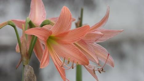 striped barbados lily - gold -light pink