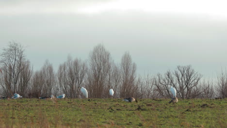 Algunas-Garcetas,-Gaviotas-Y-Gansos-Grises-Parados-En-Un-Campo