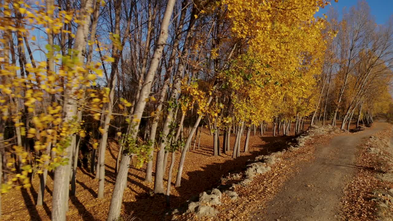 álamos en bruto con hojas amarillas en el hermoso campo en la mañana de otoño