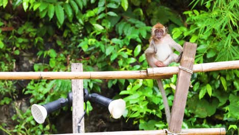 monkey sitting on fence in lush greenery