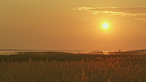 breathtaking slow motion golden sunset by the nordic seaside with seabirds flying and common reed silhouetted against the warm golden sun