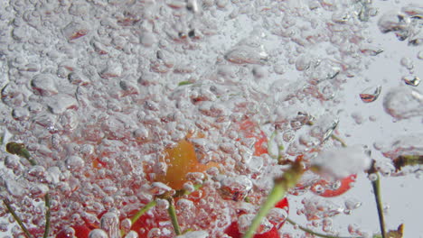 closeup cherries falling water at white background. bird-cherry dropped liquid