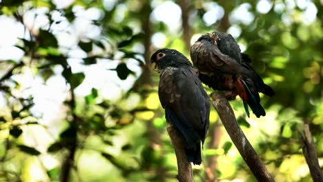 loros de dos alas de bronce en un parque en ecuador