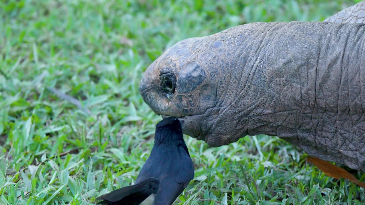 Primo piano di profilo di un piccolo uccello con un grande rettile sull'erba verde.