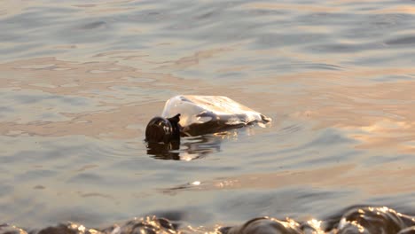 message in the bottle against the sun setting down