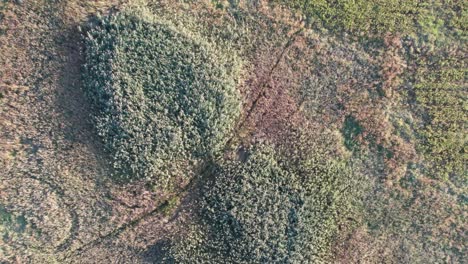 aerial drone bird's eye view over green treetops in autumn evening time