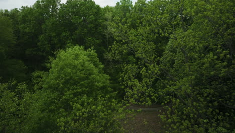 Green-Foliage-Of-Trees-On-The-Forest-Trails-In-Big-Cypress-Tree-State-Park-In-Weakley-County,-Tennessee,-USA