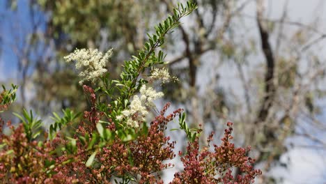 vibrant flowering shrubs against a clear blue sky