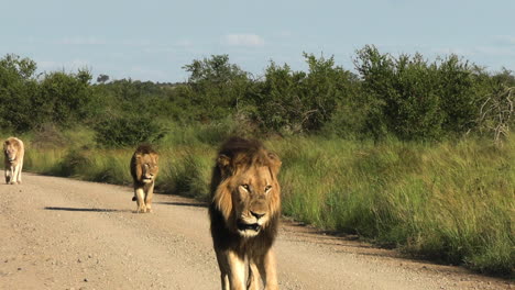 Tres-Leones-Africanos-Caminando-Por-Un-Camino-Polvoriento-Del-Parque-Nacional