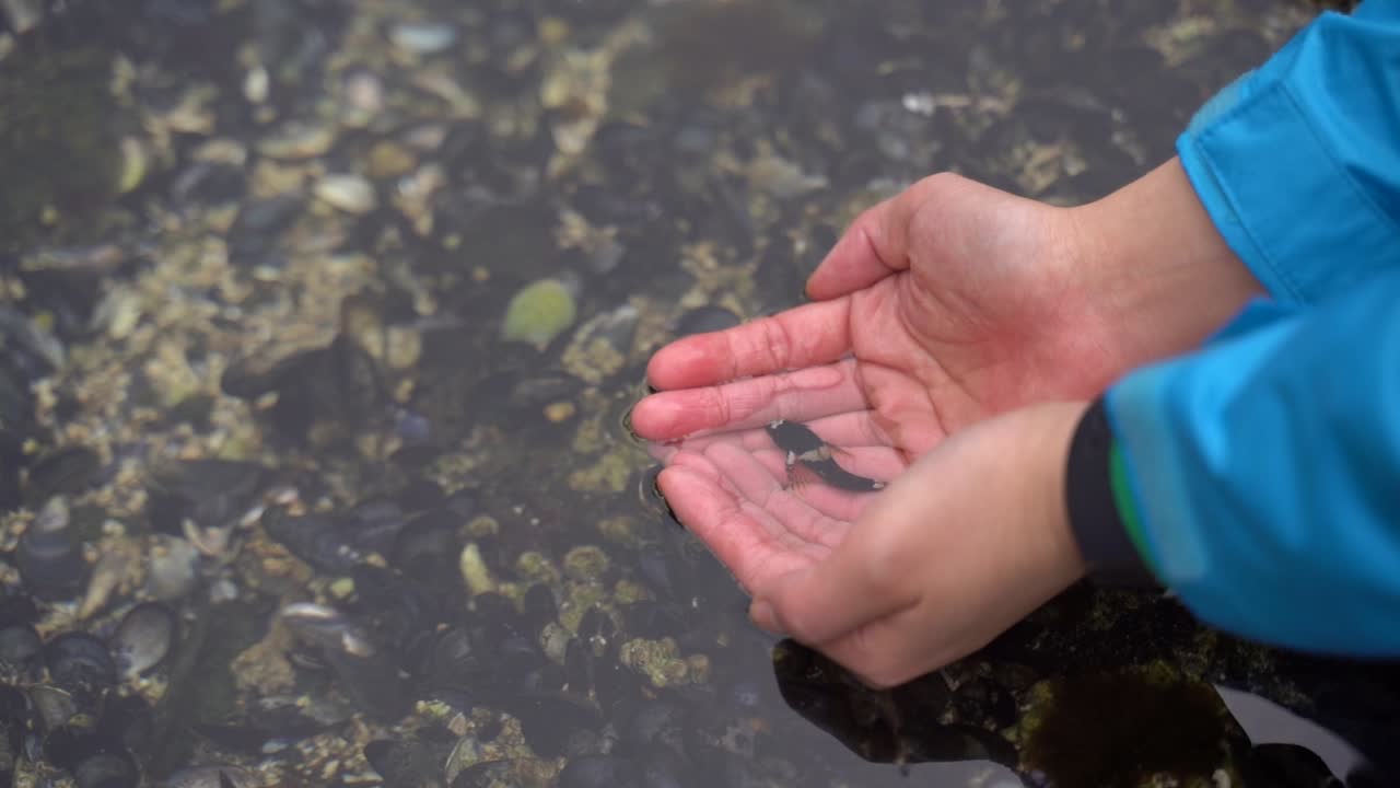 Biologist releases Sculpin Fish into tidal pool on Gambier Island in British Columbia, Canada