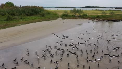 Sea-Birds-at-Morgan's-Point-in-LaPorte,-Texas