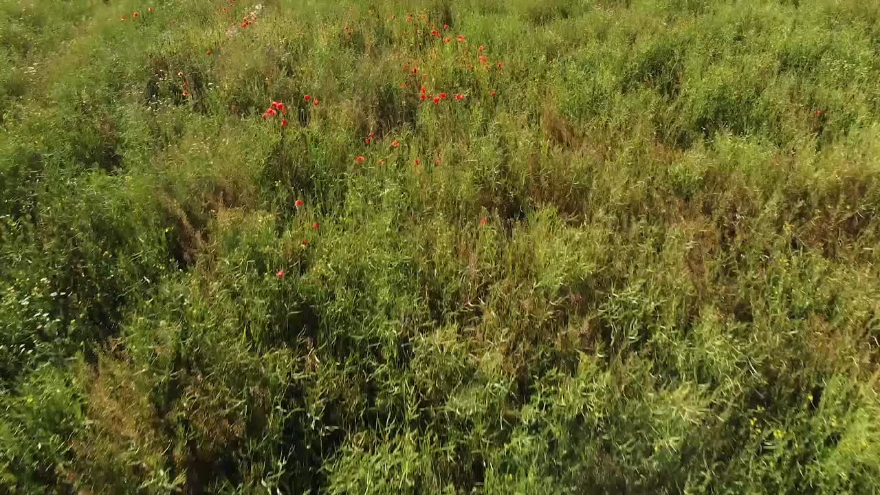 녹색 초원과 은 꽃이 피고, 낮은 고도에서 빠르게 날아다니는 드론 뷰