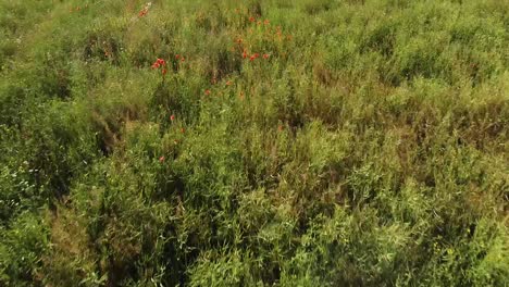 Prado-Verde-Y-Flores-Rojas,-Vista-De-Drones-De-Vuelo-Rápido-A-Baja-Altitud