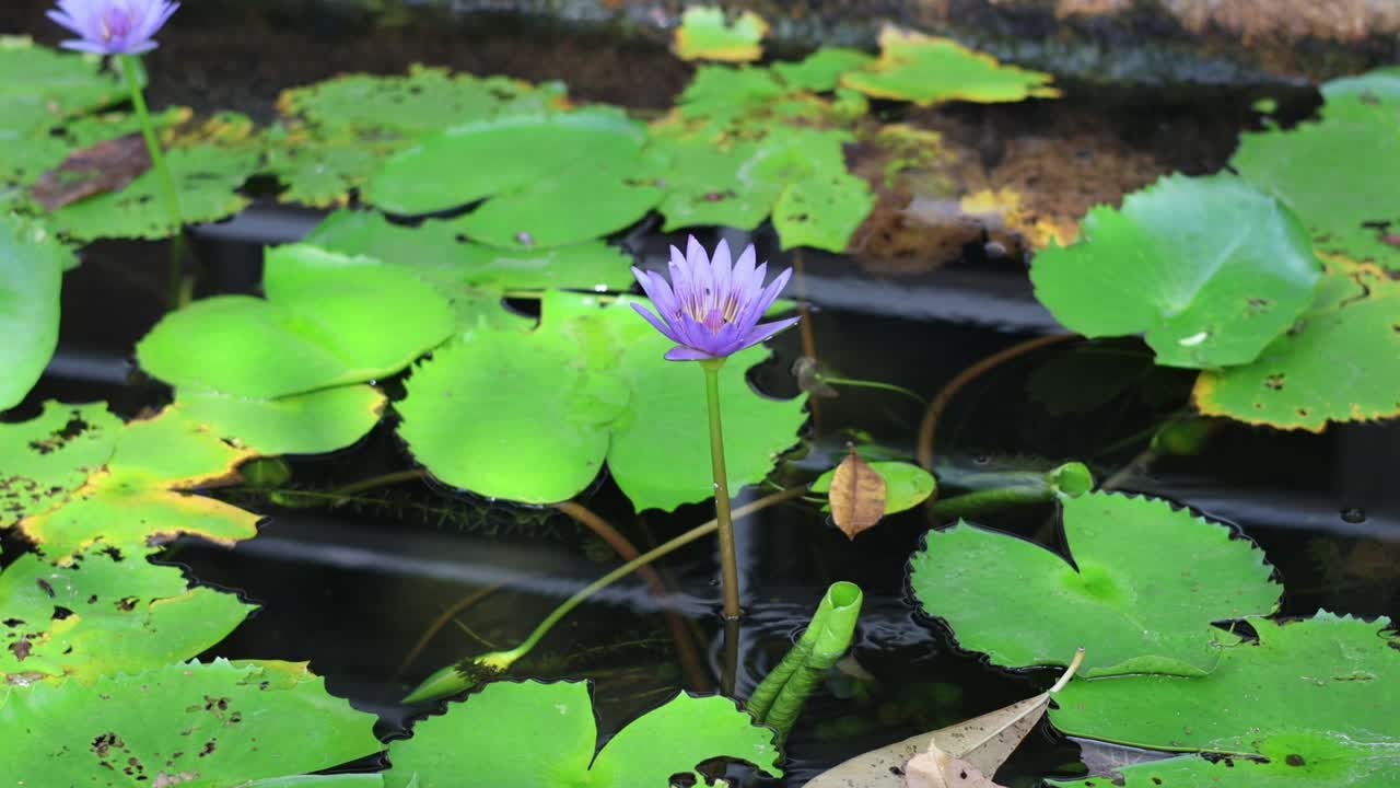 물리리리 (water lily) 가 열리는 타임 스 (time-lapse of a water lily opening up)