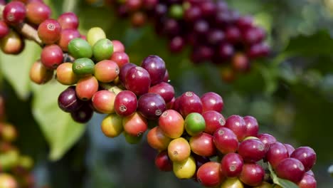 Plantas-De-Café-Listas-Para-Ser-Cosechadas-En-Guatemala.