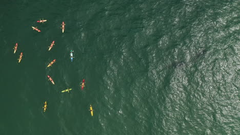 4k top view drone shot of a large group of tourists on kayak looking for humpback whale at byron bay, australia