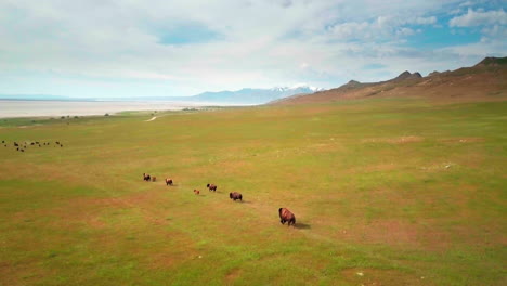 an excellent high drone shot following a large herd of buffalo or bison running around in a green meadow with their kids in the springtime