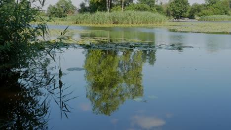 Tilt-up-shot-from-the-water-of-a-beautiful-lake-to-a-huge-lonely-tree-standing-nearby-the-lakeside-on-a-small-island-in-the-lake