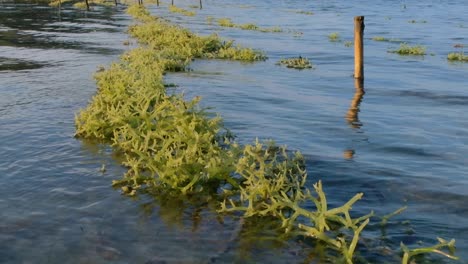 Rows-of-edible-green-seaweed-growing-on-a-remote-small-scale-agricultural-seaweed-farm-in-Southeast-Asia