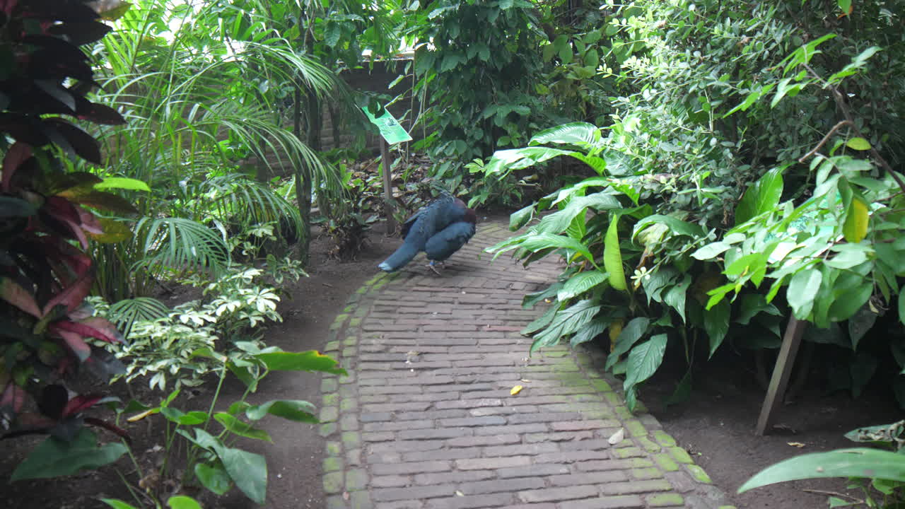 Blue Victoria crowned pigeon  in tropical garden