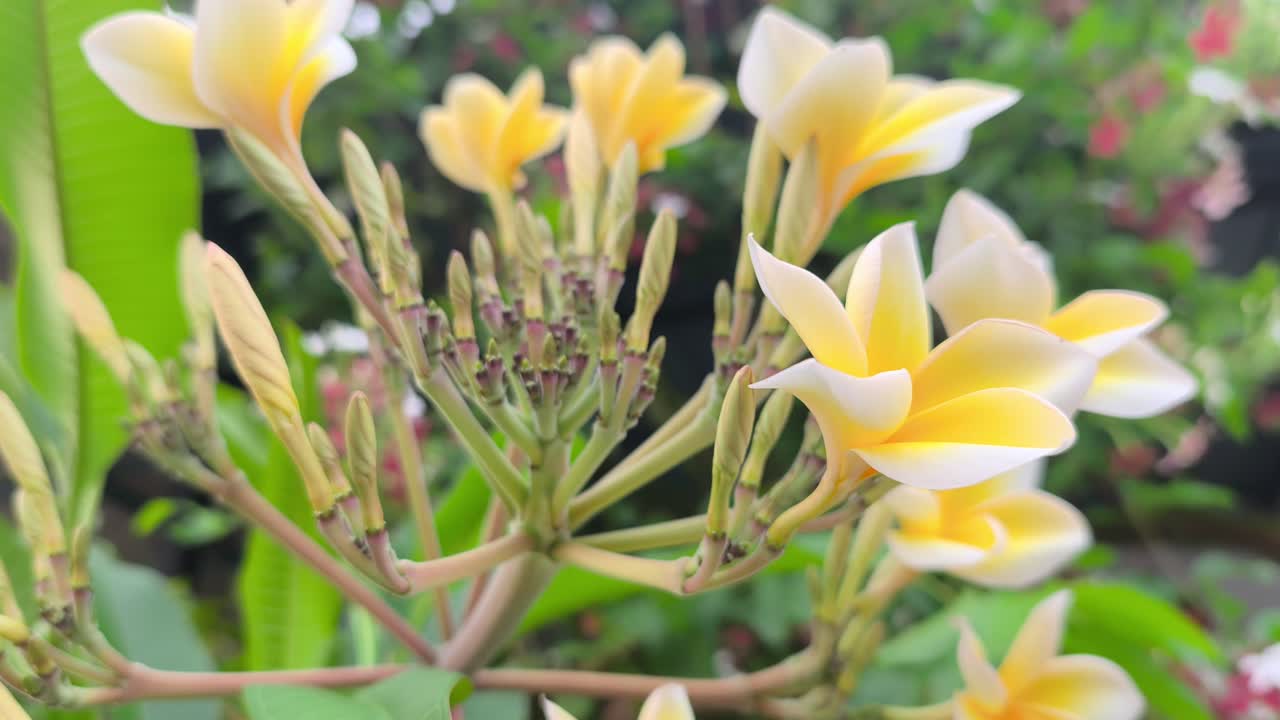 Un grappolo di freschi fiori bianchi di plumeria presenta centri gialli vivaci. Questi fiori in fiore ondeggiano delicatamente, rilasciando un aroma naturale dolce e calmante.
