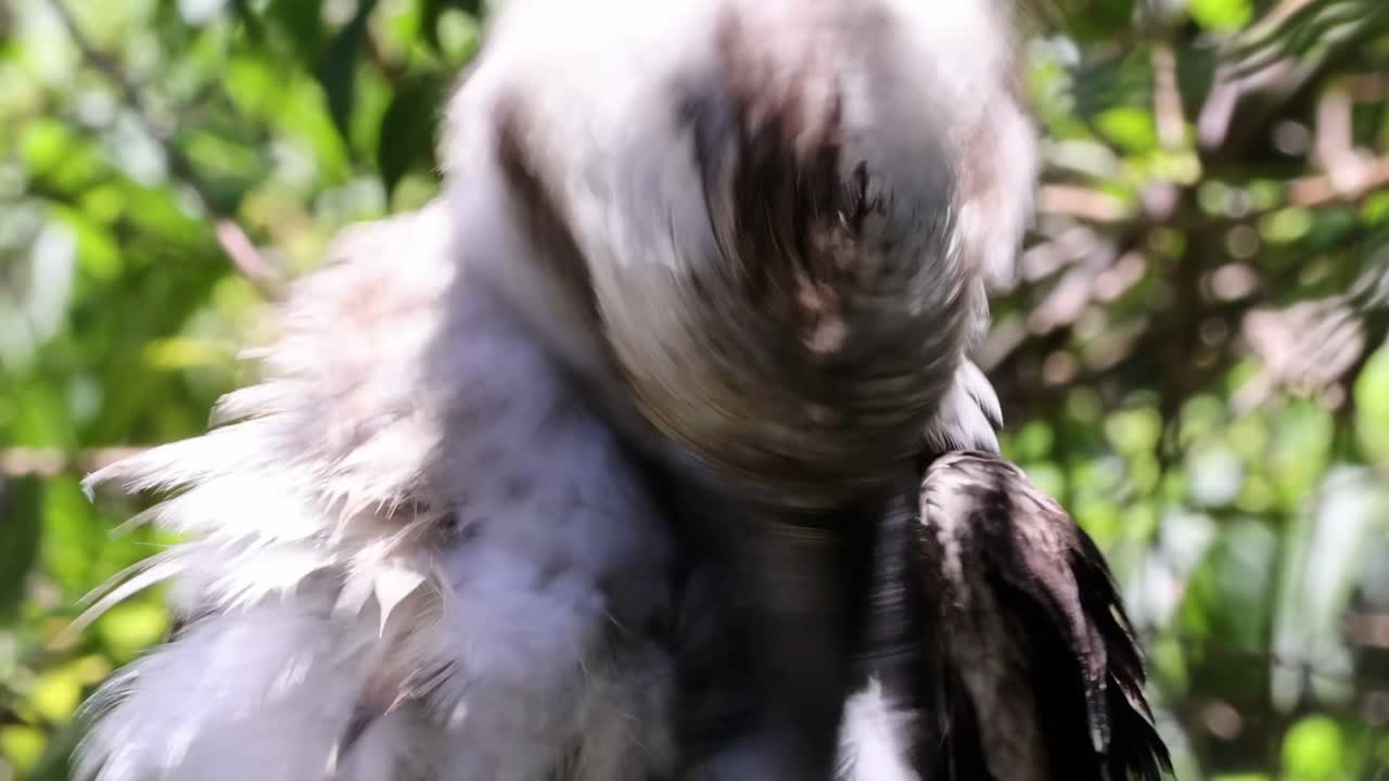 A kookaburra meticulously preens its feathers amidst lush green foliage, showcasing detailed grooming behavior.
