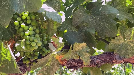 vino tinto, uvas blancas que crecen en una vid grande, cámara de primer plano inclinada hacia arriba