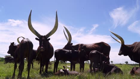 Razas-De-Ganado-Autóctonas-De-Ankole-Longhorn-En-La-Cría-De-Animales-En-Uganda,-África-Oriental