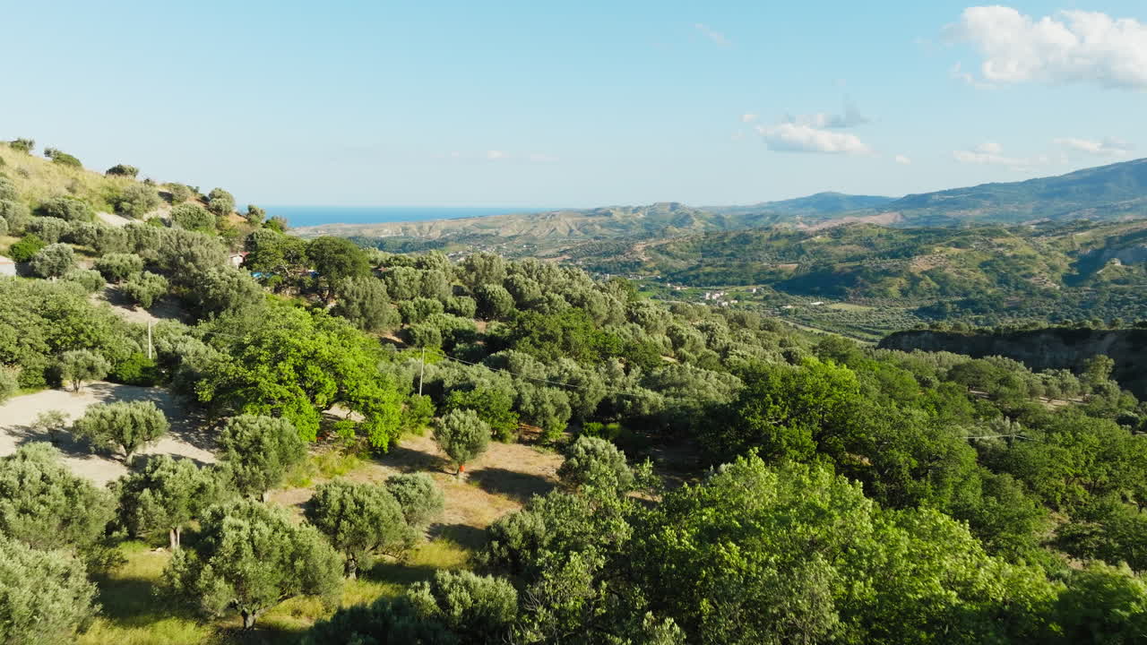 Olive Groves Ready for the Production of Extra Virgin Oil, Aerial View