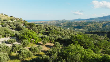 olive groves ready for the production of extra virgin oil, aerial view