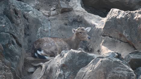 visto entre las rocas descansando y moviendo la cola para mantener alejadas a las moscas, luego se estira para alcanzar su pierna, continúa masticando