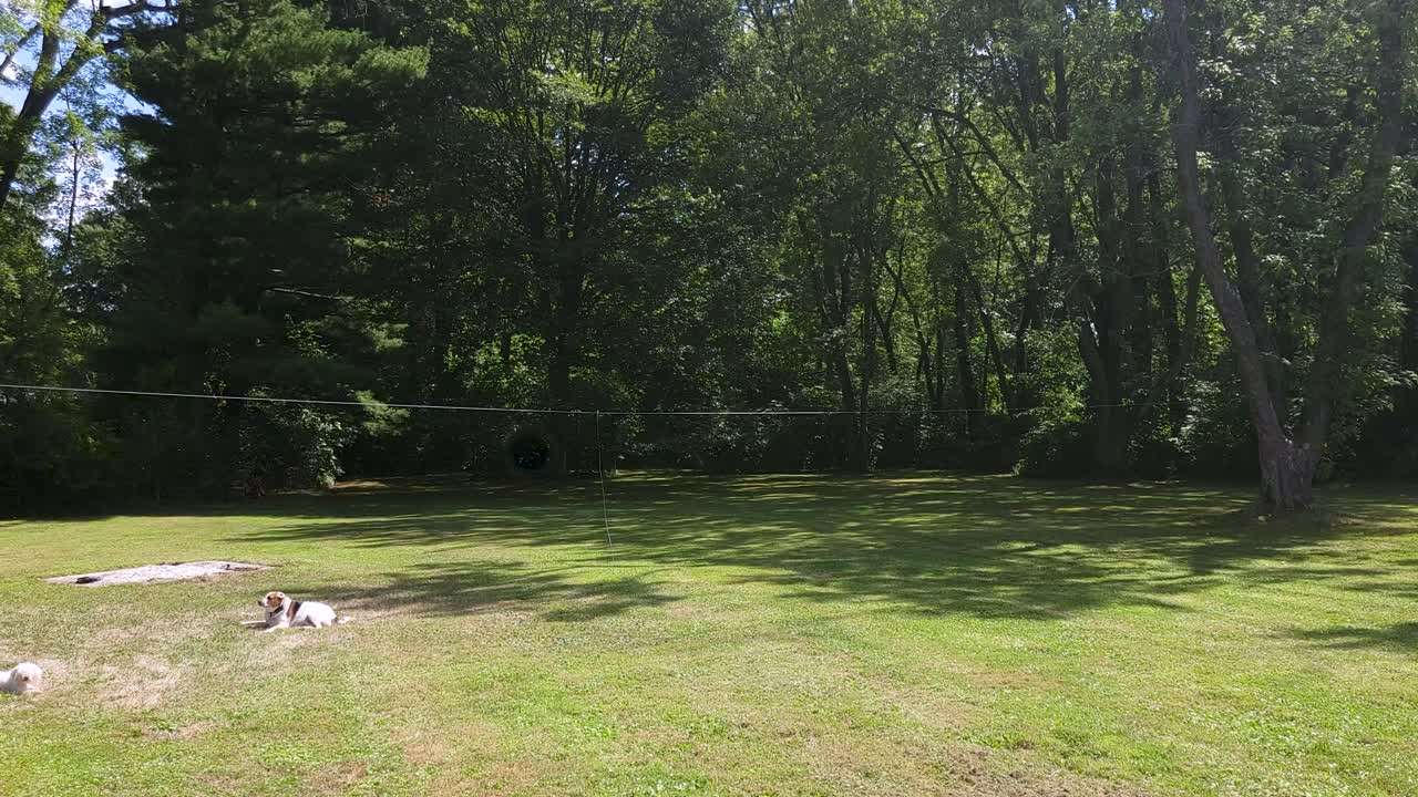 Detail of large wooded yard