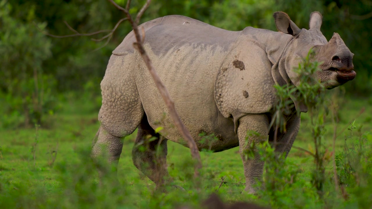 Un maestoso rinoceronte indiano si erge in un vibrante campo verde, mangiando erba, mostrando l'autentica fauna selvatica nel suo habitat naturale