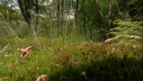 closeup pan shot through the grass in the forest