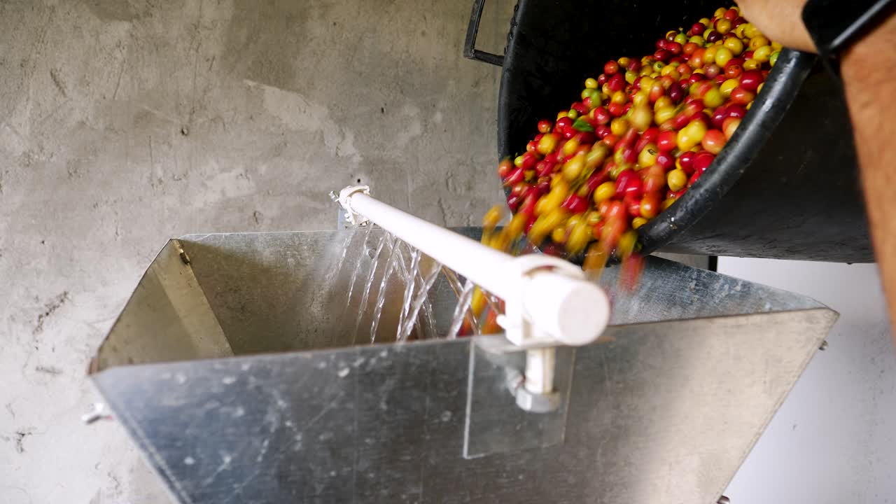 Pouring Coffee Beans into Coffee Bean Peeling Machine