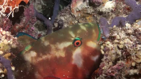 Parrotfish-close-up-sleeping-in-bubble-of-mucus-on-coral-reef-at-night