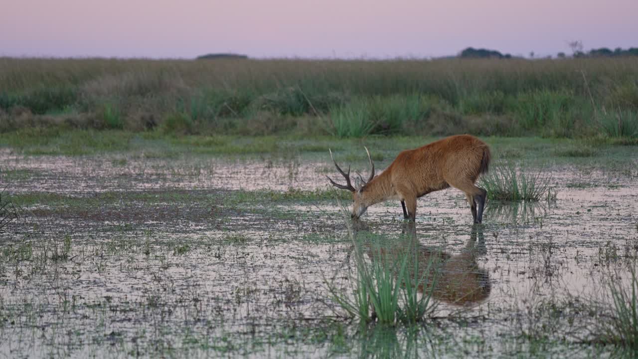 Marsh Deer Eating Alone In The Wetland With Reflection In The Water. - wide shot