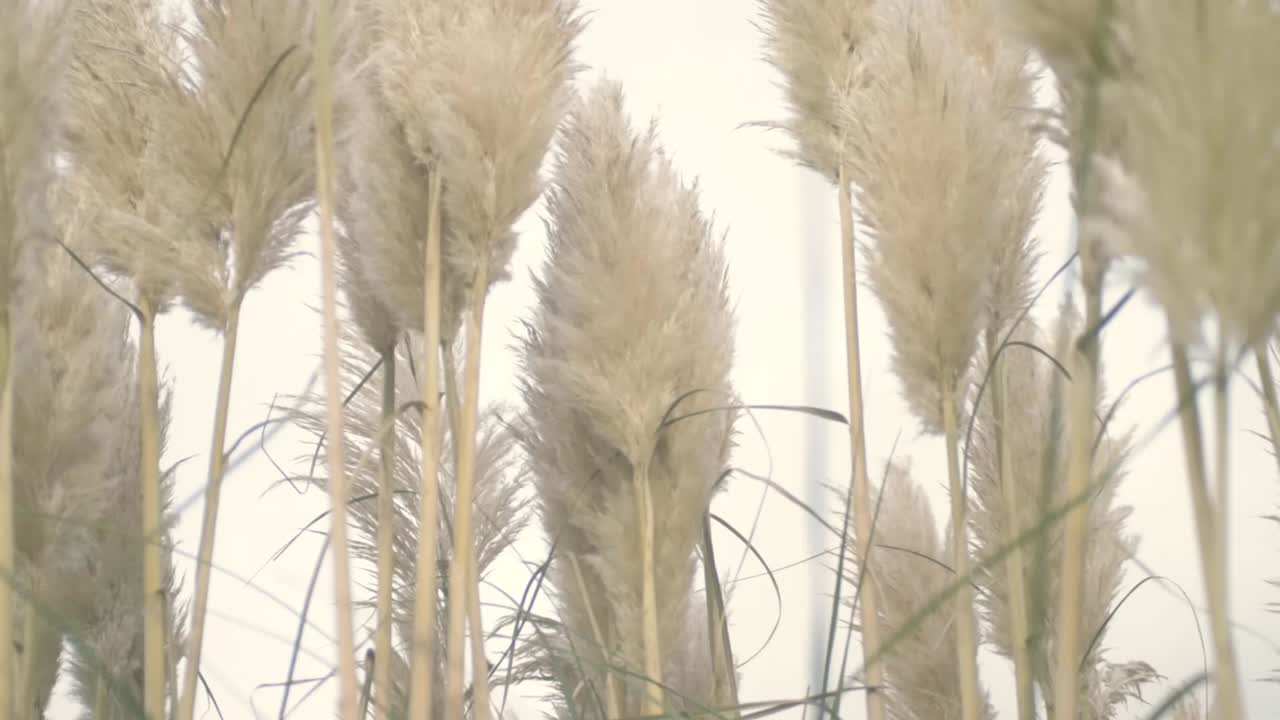 Tall feathery grass reeds blows in the breeze