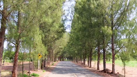 progression of a vehicle driving down a forest road