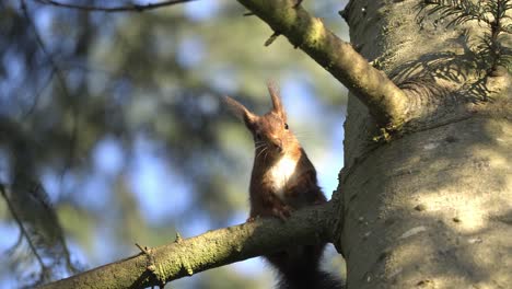 red squirrel perched on tree branch looking