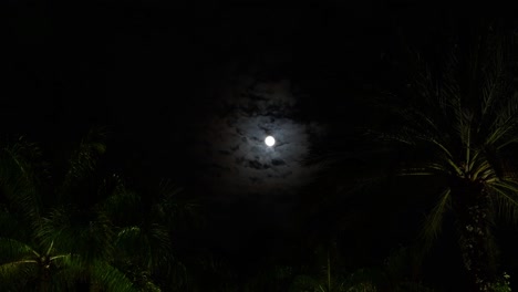 night timelapse of an upward misting cloudy moon and palm trees