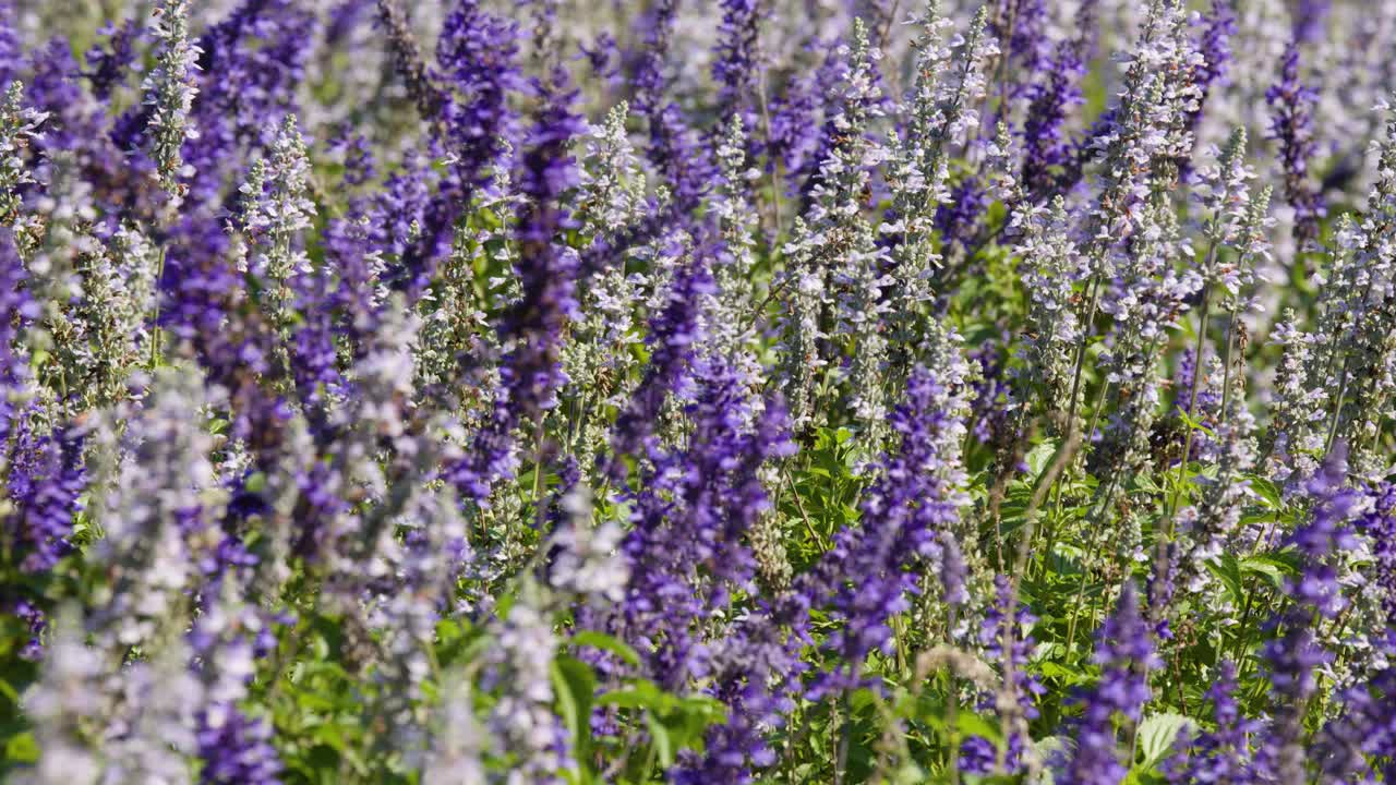 Primo piano di un campo di fiori viola a Khao Yai, in Thailandia, che si muovono delicatamente sotto la luce soffusa del giorno