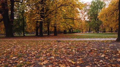 beautiful autumn pathway with yellow, orange and golden foliage in park skaryszewski with beautiful autumn colors