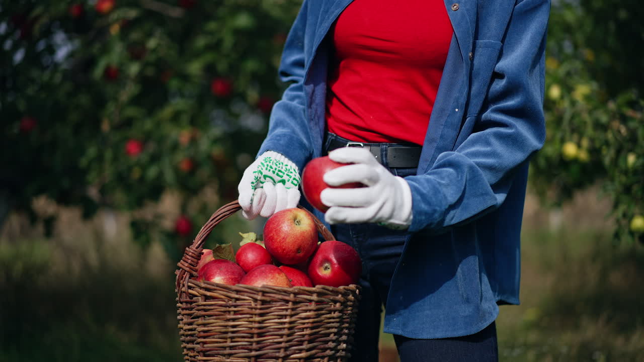 Unrecognized female in blue shirt, jeans and gloves holding a basket full of ripe apples. Lady takes some apples looking at them and puts back. Blurred nature backdrop.
