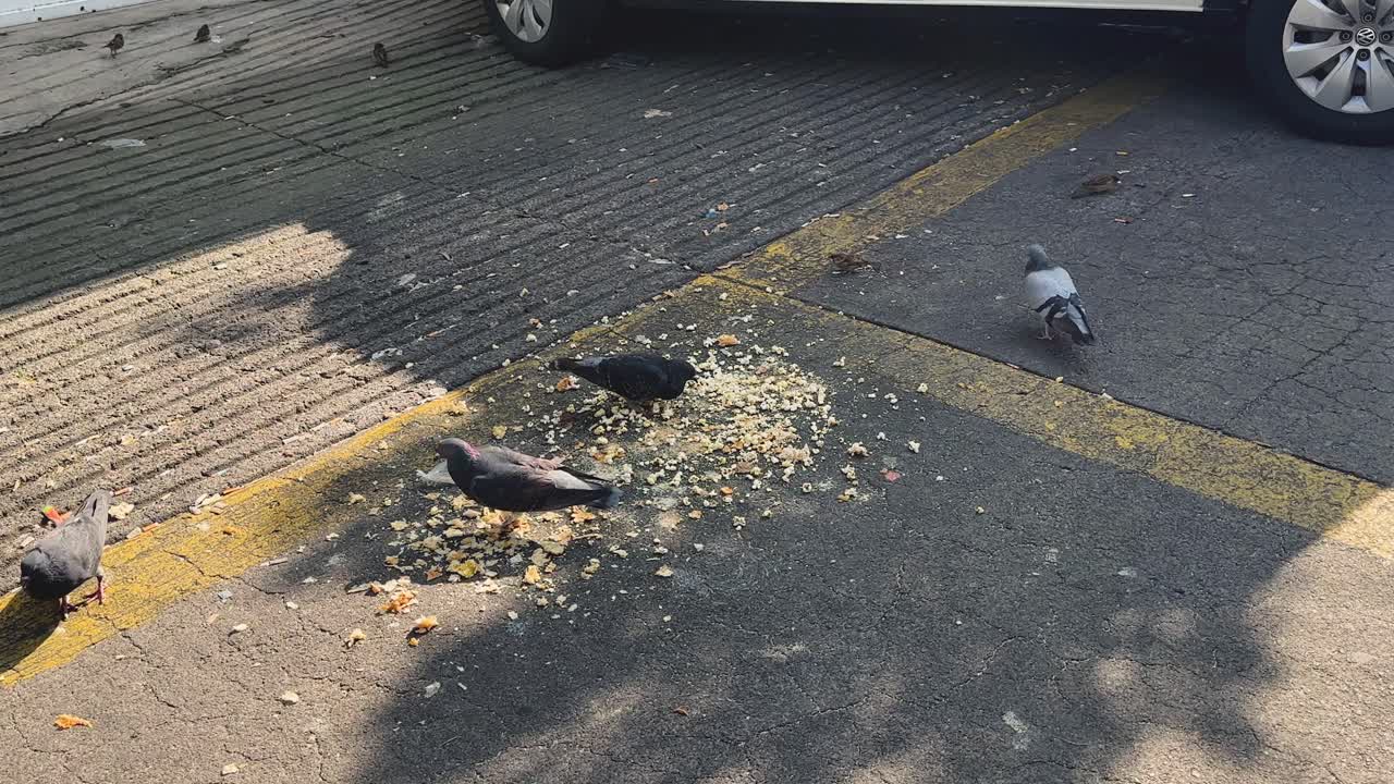 City pigeons eating scraps on the sidewalk, urban landscape