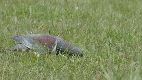 kereru wood pigeon eating on the grassland in fox glacier, new zealand