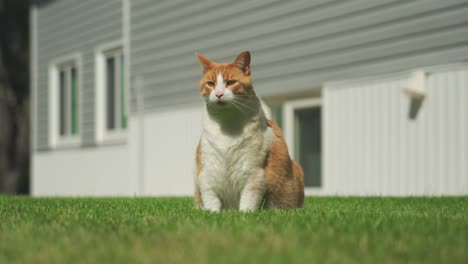 Big-orange-cat-sitting-on-grass-looking-around