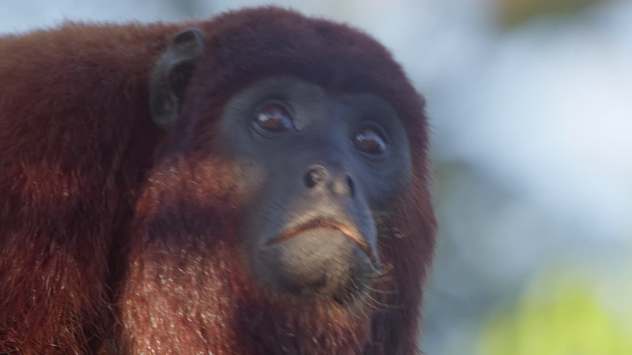 cerca de mono aullador en la reserva nacional de tambopata, madre de dios en perú